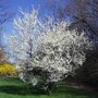 Pruimenboom 'Mirabelle de Nancy' hoogstam (zelfbestuivend) bloesem